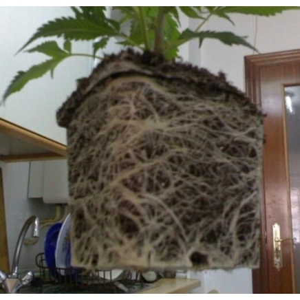 Pack Enraizamiento: Bactohemp + Roots Explosion + ...