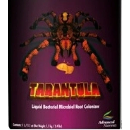 Tarantula