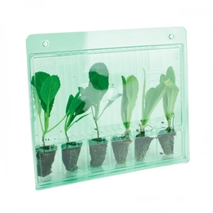 Blister de transporte para esquejes y plantulas