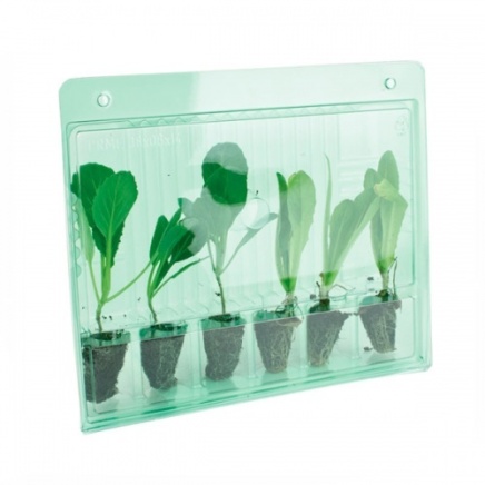 Blister de transporte para esquejes y plantulas