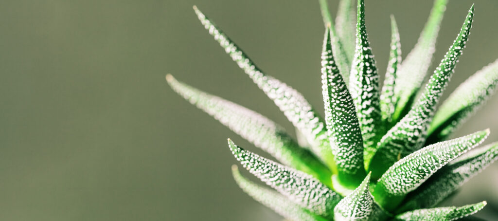 Cómo cultivar y cuidar el aloe vera